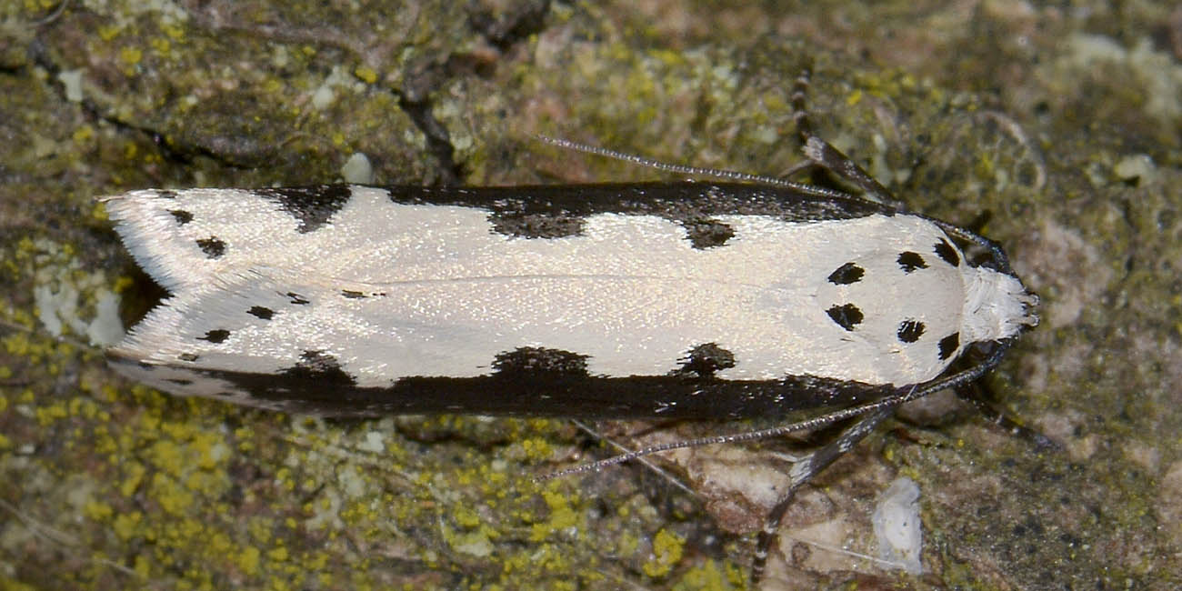 Ethmia bipunctella (Elachistidae)